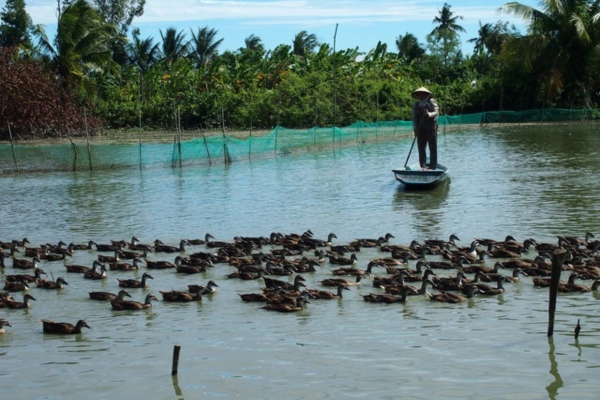 Vịt trời đẻ 'trứng vàng', nông dân vùng đất trũng phèn thu lãi cao