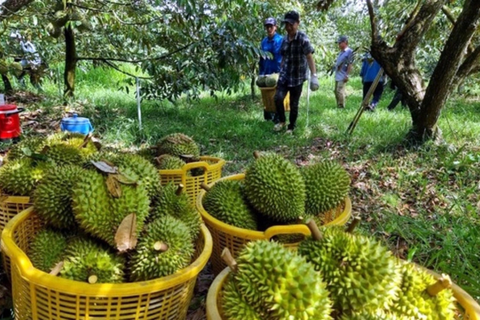 Chuyên gia nêu nguyên nhân giá sầu riêng lao dốc
