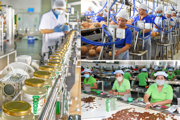 “Chảy máu” nguyên liệu và những lo ngại của doanh nghiệp xuất khẩu dừa