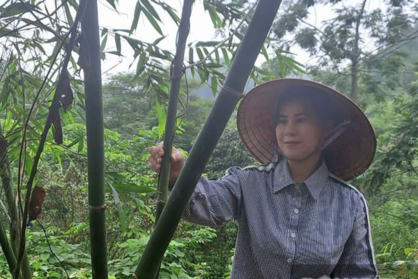 Trồng tre lục trúc xen canh cây dược liệu, một nông dân Thái Nguyên khá giả hẳn lên