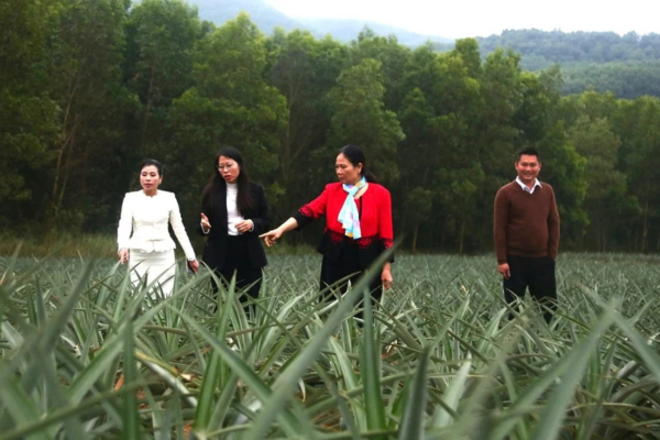 'Vùng đất hứa' của cây dứa