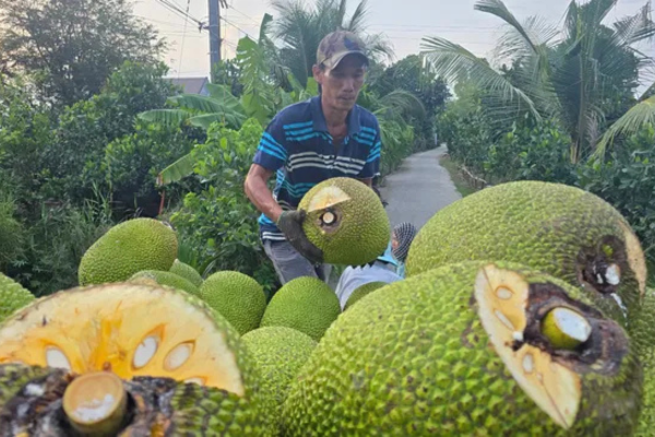 Nhiều loại trái cây rớt giá 'không lối thoát'