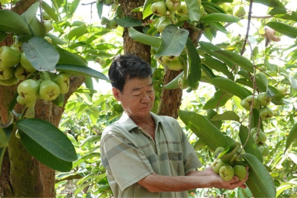 Mận xanh đường 'hồi sinh', nhà vườn miền Tây thu nhập hàng trăm triệu đồng/năm