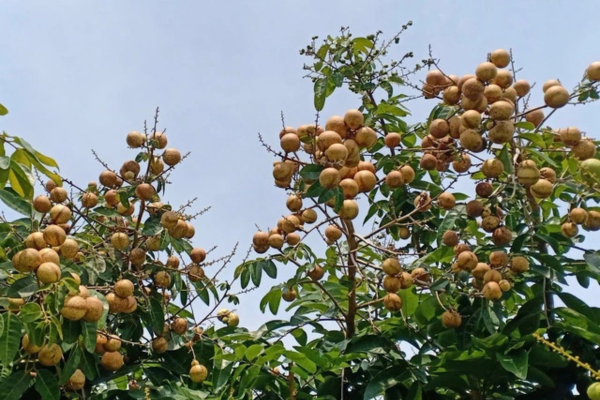 Độc đáo giống nhãn '2 trong 1' ở miền Tây