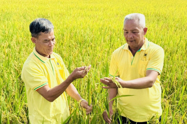 Trồng lúa giảm phát thải, lợi nhuận tăng hơn 20%