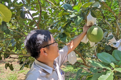 Chuẩn hóa quy trình sản xuất VietGAP cho các cây trồng chủ lực