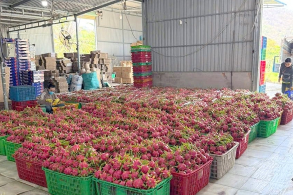 Thanh long GlobalGAP ‘tắc’ đường sang châu Âu