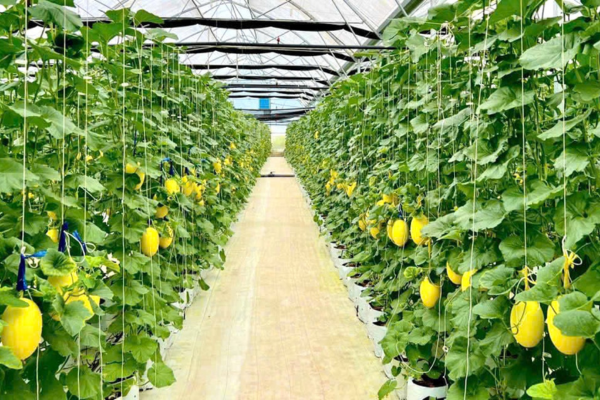 Số hóa ngành nông nghiệp, Đồng Nai bứt tốc, Hội Nông dân livestream bán bưởi, chốt đơn cả ngàn trái trong phút mốt