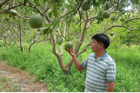 Yêu đất, hiểu cây, chế biến nhiều sản phẩm hữu cơ từ cây bưởi