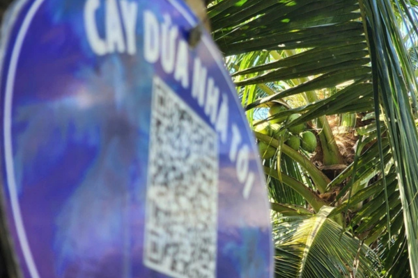 Quét mã QR cho... dừa