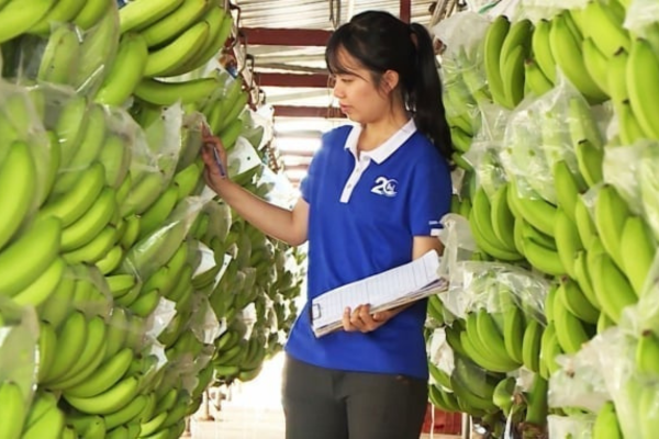 Chuối Việt Nam: Từ cây trồng phổ biến đến giấc mơ tỷ đô