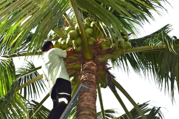 Nông nghiệp Bình Định chuyển mạnh sang sản xuất GAP, hữu cơ