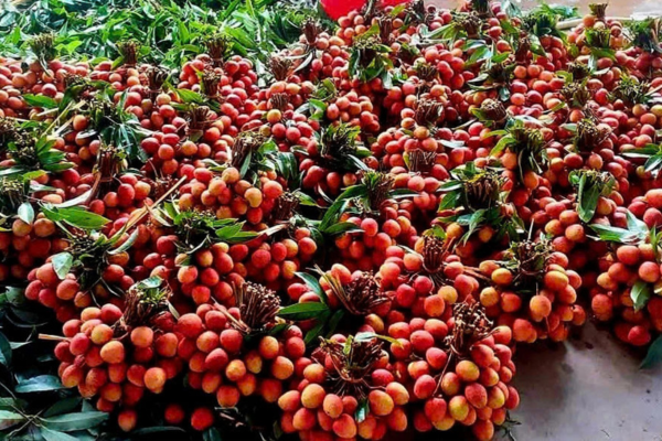 Vải u hồng đầu mùa 200.000 đồng một kg