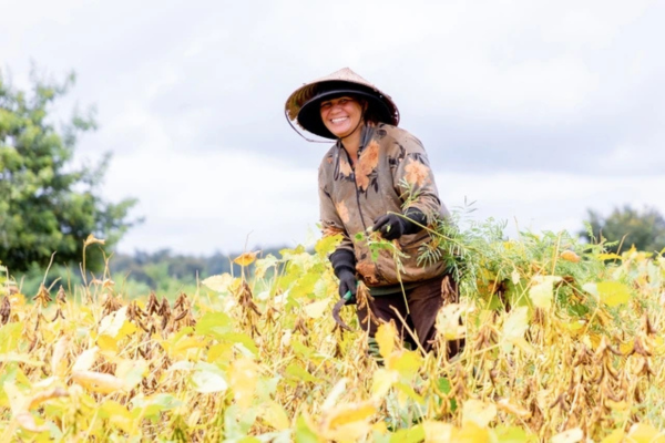 Giải pháp kép cho nông nghiệp bền vững và dinh dưỡng lành mạnh