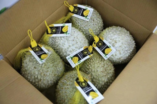 Xuất khẩu sầu riêng đông lạnh tăng 3 lần