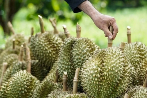 Ngành hàng sầu riêng Thái Lan lao đao