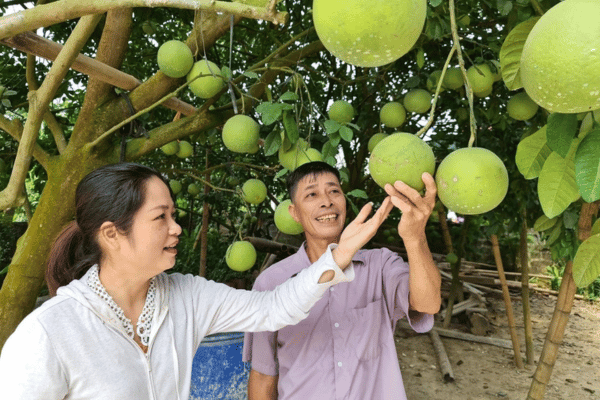 Mã số vùng trồng ‘mở cửa’ cho nông sản ra thế giới