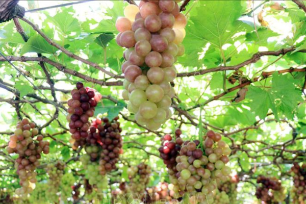 Nghiên cứu 230 giống nho mới, Khánh Hòa mở rộng diện tích nho chất lượng cao