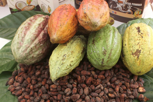 Giá cao nhất trong 70 năm qua, loại cây tưởng sắp bị xóa sổ ở Việt Nam đang đứng top 10 thế giới