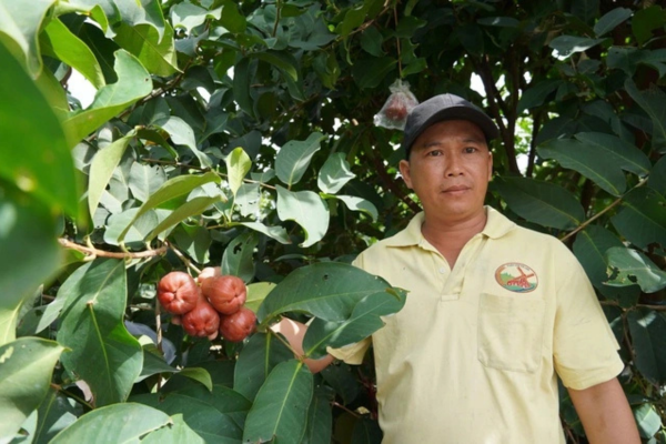 Thu lãi tiền tỉ từ mận hồng trọng lượng ‘khủng’