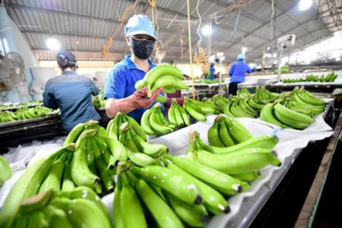 Những doanh nghiệp hàng đầu nào đang xuất khẩu nông sản với khối lượng ‘khủng’ sang Trung Quốc?