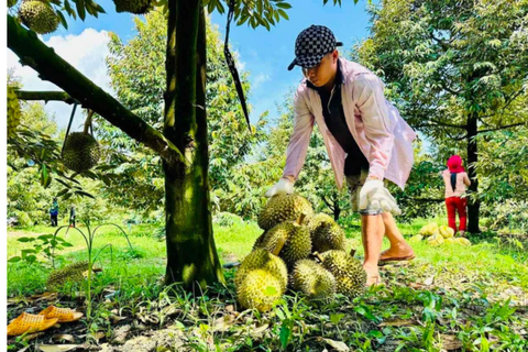 Vì sao sầu riêng Việt chưa được 'mở luồng xanh'?