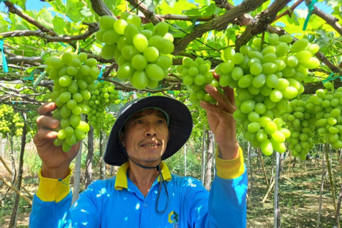 Sống chung với khô hạn:Chuyển đổi cây trồng, 'thần tài' gõ cửa