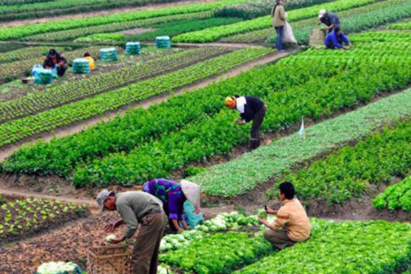 Để nông nghiệp hữu cơ tại Việt Nam phát triển đúng hướng và xứng tầm