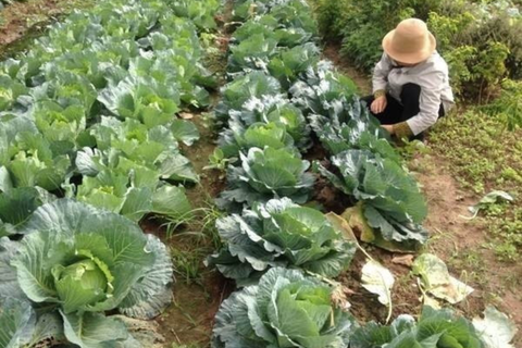 Miễn thuế đất nông nghiệp: Hỗ trợ 