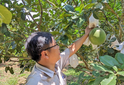 Chuẩn hóa quy trình sản xuất VietGAP cho các cây trồng chủ lực