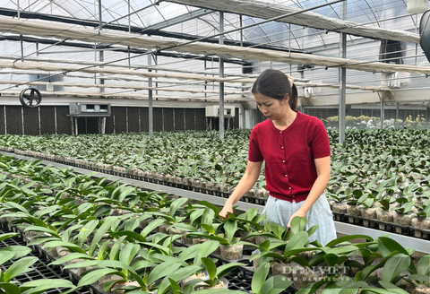 Ứng dụng công nghệ cao, chị nông dân Hà Nội bắt loài hoa quý tộc 