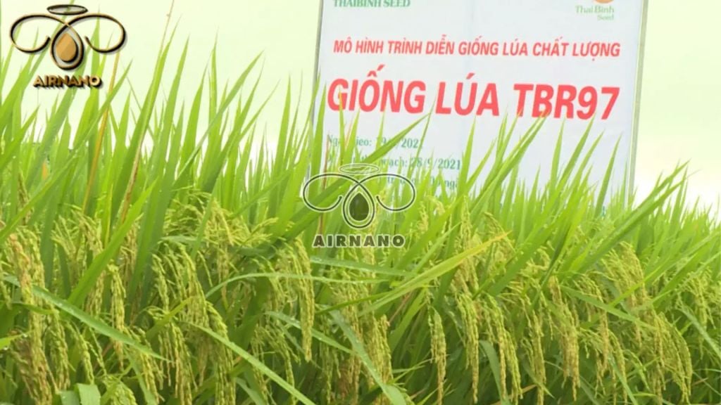 Giống lúa TBR97 năng suất 76 tạ/ha tại Huế