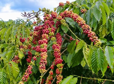 Đắk Nông: Định hướng cho nông dân phát triển sản xuất nông nghiệp hữu cơ