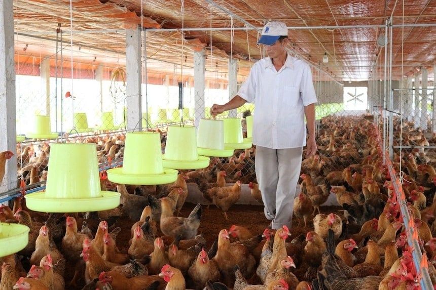 Cú ‘lột xác’ giúp HTX, nông dân Yên Mô thắng đậm
