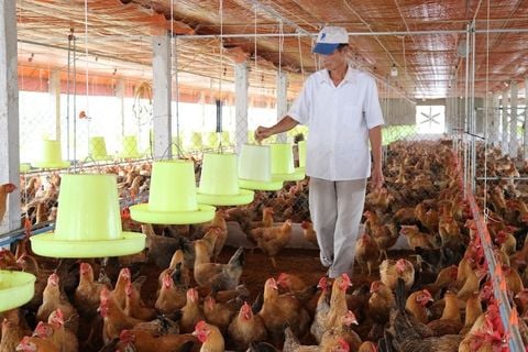 Cú ‘lột xác’ giúp HTX, nông dân Yên Mô thắng đậm