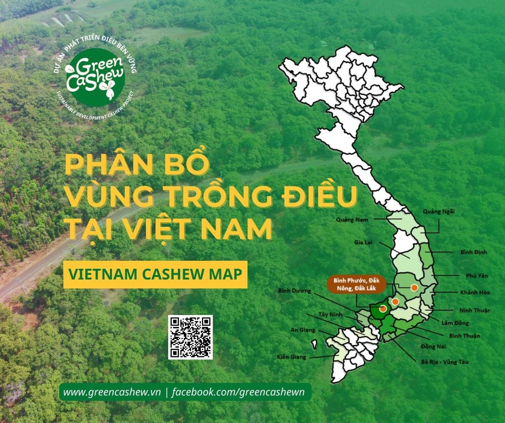 PHÂN BỔ VÙNG TRỒNG ĐIỀU TẠI VIỆT NAM