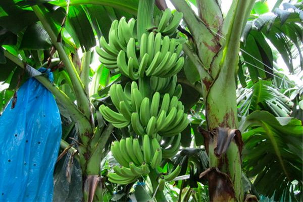 (Phần 1) Kỹ thuật trồng và chăm sóc cây chuối cho nông dân - Chọn đất và trồng