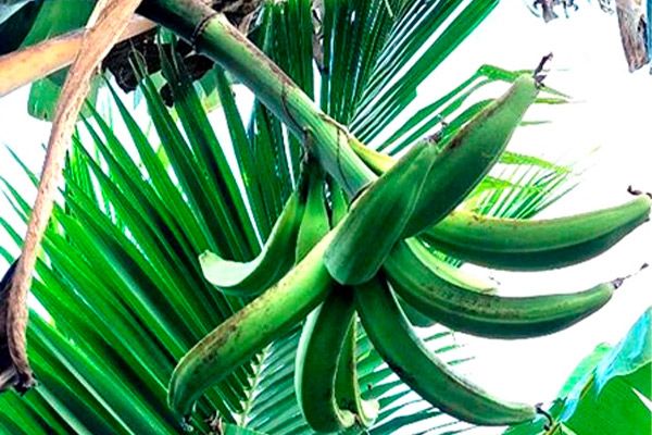 Nông dân Trà Vinh nâng tầm trái chuối lạ