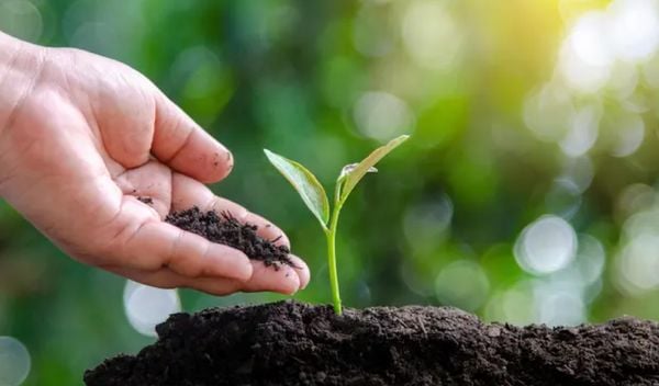 Phân hữu cơ: Những điều cần biết và những loại phân hữu cơ phổ biến nhất