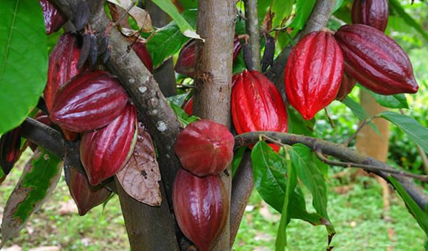 Nông dân Đắk Lắk phấn khởi vì năm nay ca cao được giá