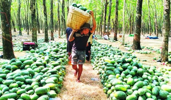 Lạ đời, trái ngon bày la liệt hàng tấn trong khu rừng ở Tây Ninh, giá bán rẻ mạt, có loại chỉ 1.000 đồng/kg