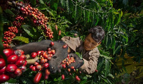 Tây Nguyên: Giá cafe tăng cao kỷ lục, nhiều nông dân tiếc 