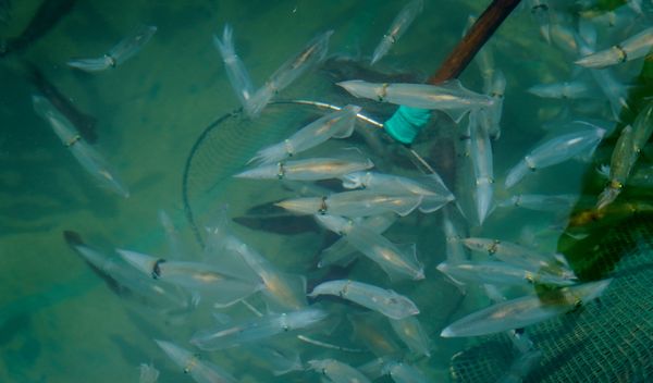 Lần đầu tiên nhân giống và nuôi mực thành công tại biển Ninh Thuận