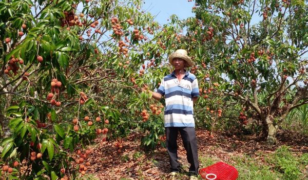 Phú Yên: Đây là vườn vải thiều, vườn mắc ca ở một huyện, cây nào cũng ra trái quá trời