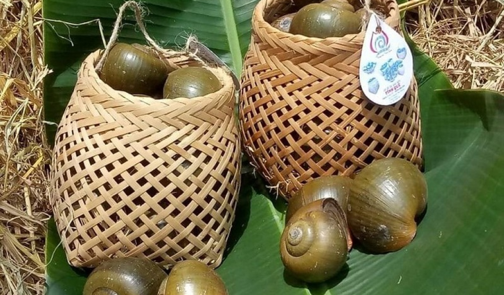 Đưa ốc 