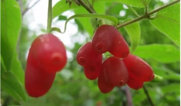 Trái cây hình trái tim ở Trung Quốc với cái tên lạ tai nhưng lại cực nhiều dưỡng chất tốt cho sức khỏe