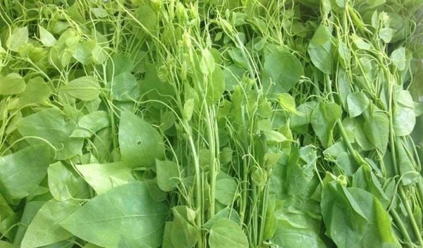 “Liều” trồng rau rừng trong vườn, ai ngờ anh nông dân Đắk Lắk hái đến đâu thương lái “khuân” hết