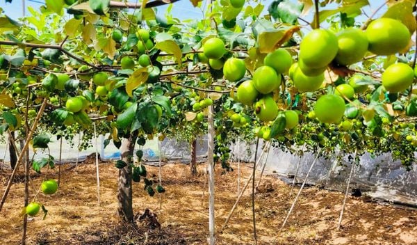 Nông dân Bình Thuận trúng lớn nhờ trồng táo đạt chứng nhận VietGap