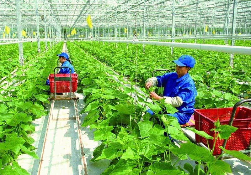 Kiểu mẫu nền nông nghiệp Nhật Bản đại diện cho thế giới? – Cộng đồng nông  dân & nông nghiệp Việt Nam