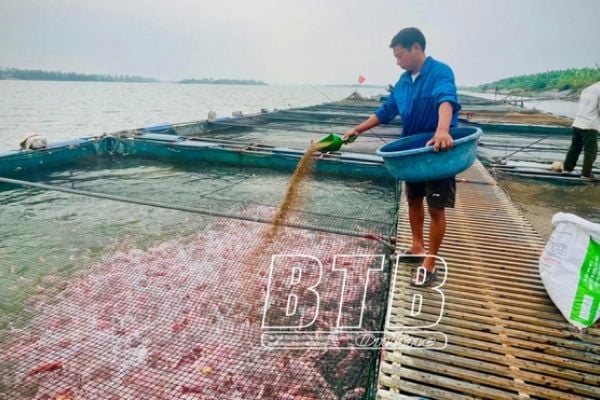 Tết đang đến, nông dân nuôi cá lồng trên sông Hồng ở Thái Bình phấn khởi với nguồn thu tiền tỷ